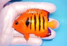 画像1: 【ウィンターセール 10％OFF対象商品】 【海水魚・ヤッコ】【通販】【マーシャル島産】フレームエンゼル（MLサイズ）(個体販売）（±8cm） No.13（生体）(海水魚) (1)