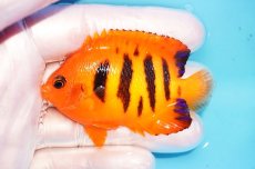 画像1: 【ウィンターセール 10％OFF対象商品】 【海水魚・ヤッコ】【通販】【マーシャル島産】フレームエンゼル（MLサイズ）(個体販売）（±7cm） No.14（生体）(海水魚) (1)