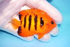 画像2: 【ウィンターセール 10％OFF対象商品】 【海水魚・ヤッコ】【通販】【マーシャル島産】フレームエンゼル（MLサイズ）(個体販売）（±7cm） No.14（生体）(海水魚) (2)