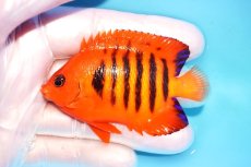 画像1: 【ウィンターセール 10％OFF対象商品】 【海水魚・ヤッコ】【通販】【マーシャル島産】フレームエンゼル（MLサイズ）(個体販売）（±7.5cm） No.15（生体）(海水魚) (1)