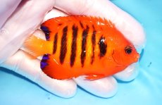 画像2: 【ウィンターセール 10％OFF対象商品】 【海水魚・ヤッコ】【通販】【マーシャル島産】フレームエンゼル（MLサイズ）(個体販売）（±7.5cm） No.15（生体）(海水魚) (2)