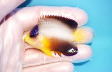 画像1: 【ウィンターセール 10％OFF対象商品】 【海水魚・ヤッコ】【通販】【マーシャル島産】マルチカラーエンゼル（Mサイズ）(個体販売）（±6cm） No.1（生体）(海水魚) (1)