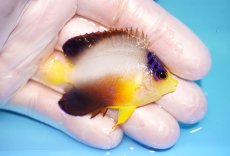 画像2: 【ウィンターセール 10％OFF対象商品】 【海水魚・ヤッコ】【通販】【マーシャル島産】マルチカラーエンゼル（Mサイズ）(個体販売）（±6cm） No.1（生体）(海水魚) (2)