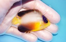 画像2: 【ウィンターセール 10％OFF対象商品】 【海水魚・ヤッコ】【通販】【マーシャル島産】マルチカラーエンゼル（Mサイズ）(個体販売）（±6cm） No.2（生体）(海水魚) (2)