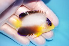 画像2: 【ウィンターセール 10％OFF対象商品】 【海水魚・ヤッコ】【通販】【マーシャル島産】マルチカラーエンゼル（Mサイズ）(個体販売）（±6cm） No.3（生体）(海水魚) (2)