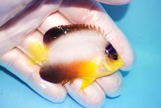 画像2: 【ウィンターセール 10％OFF対象商品】 【海水魚・ヤッコ】【通販】【マーシャル島産】マルチカラーエンゼル（Mサイズ）(個体販売）（±6cm） No.4（生体）(海水魚) (2)