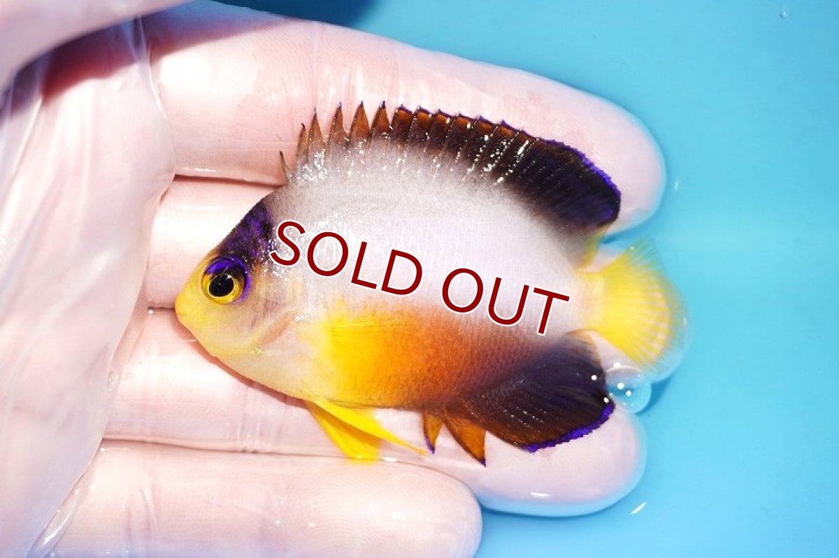 画像1: 【ウィンターセール 10％OFF対象商品】 【海水魚・ヤッコ】【通販】人工飼料OK♪【マーシャル島産】マルチカラーエンゼル（Mサイズ）(個体販売）（±6.5cm） No.5（生体）(海水魚) (1)