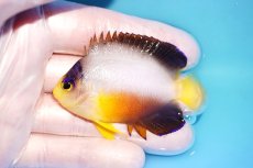画像1: 【ウィンターセール 10％OFF対象商品】 【海水魚・ヤッコ】【通販】【マーシャル島産】マルチカラーエンゼル（Mサイズ）(個体販売）（±6.5cm） No.5（生体）(海水魚) (1)