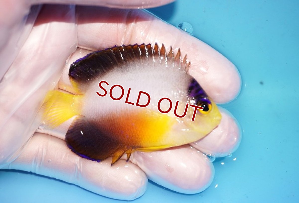 画像2: 【ウィンターセール 10％OFF対象商品】 【海水魚・ヤッコ】【通販】人工飼料OK♪【マーシャル島産】マルチカラーエンゼル（Mサイズ）(個体販売）（±6.5cm） No.5（生体）(海水魚) (2)