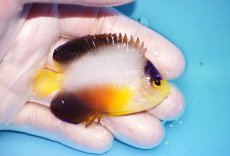 画像2: 【ウィンターセール 10％OFF対象商品】 【海水魚・ヤッコ】【通販】【マーシャル島産】マルチカラーエンゼル（Mサイズ）(個体販売）（±6.5cm） No.5（生体）(海水魚) (2)