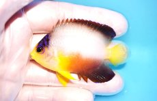 画像1: 【ウィンターセール 10％OFF対象商品】 【海水魚・ヤッコ】【通販】【マーシャル島産】マルチカラーエンゼル（Mサイズ）(個体販売）（±6.5cm） No.6（生体）(海水魚) (1)