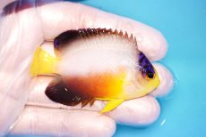 画像2: 【ウィンターセール 10％OFF対象商品】 【海水魚・ヤッコ】【通販】【マーシャル島産】マルチカラーエンゼル（Mサイズ）(個体販売）（±6.5cm） No.6（生体）(海水魚) (2)