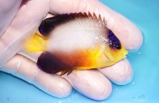 画像2: 【ウィンターセール 10％OFF対象商品】 【海水魚・ヤッコ】【通販】【マーシャル島産】マルチカラーエンゼル（Mサイズ）(個体販売）（±6.5cm） No.7（生体）(海水魚) (2)