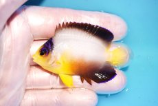 画像1: 【ウィンターセール 10％OFF対象商品】 【海水魚・ヤッコ】【通販】【マーシャル島産】マルチカラーエンゼル（Mサイズ）(個体販売）（±6.5cm） No.8（生体）(海水魚) (1)