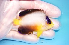 画像2: 【ウィンターセール 10％OFF対象商品】 【海水魚・ヤッコ】【通販】【マーシャル島産】マルチカラーエンゼル（Mサイズ）(個体販売）（±6.5cm） No.8（生体）(海水魚) (2)