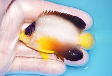 画像1: 【ウィンターセール 10％OFF対象商品】 【海水魚・ヤッコ】【通販】【マーシャル島産】マルチカラーエンゼル（MLサイズ）(個体販売）（±7cm） No.9（生体）(海水魚) (1)