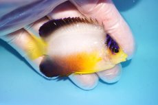 画像2: 【ウィンターセール 10％OFF対象商品】 【海水魚・ヤッコ】【通販】【マーシャル島産】マルチカラーエンゼル（MLサイズ）(個体販売）（±7cm） No.9（生体）(海水魚) (2)