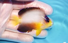 画像2: 【ウィンターセール 10％OFF対象商品】 【海水魚・ヤッコ】【通販】【マーシャル島産】マルチカラーエンゼル（Mサイズ）(個体販売）（±6.5cm） No.10（生体）(海水魚) (2)