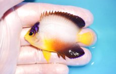 画像1: 【ウィンターセール 10％OFF対象商品】 【海水魚・ヤッコ】【通販】【マーシャル島産】マルチカラーエンゼル（Mサイズ）(個体販売）（±6.5cm） No.11（生体）(海水魚) (1)