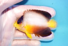 画像1: 【ウィンターセール 10％OFF対象商品】 【海水魚・ヤッコ】【通販】【マーシャル島産】マルチカラーエンゼル（MLサイズ）(個体販売）（±7cm） No.12（生体）(海水魚) (1)