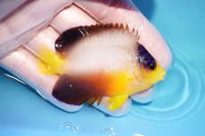 画像2: 【ウィンターセール 10％OFF対象商品】 【海水魚・ヤッコ】【通販】【マーシャル島産】マルチカラーエンゼル（MLサイズ）(個体販売）（±7cm） No.12（生体）(海水魚) (2)