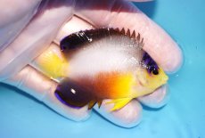 画像2: 【ウィンターセール 10％OFF対象商品】 【海水魚・ヤッコ】【通販】【マーシャル島産】マルチカラーエンゼル（Mサイズ）(個体販売）（±6.5cm） No.13（生体）(海水魚) (2)