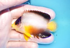 画像1: 【ウィンターセール 10％OFF対象商品】 【海水魚・ヤッコ】【通販】【マーシャル島産】マルチカラーエンゼル（Mサイズ）(個体販売）（±6.5cm） No.14（生体）(海水魚) (1)