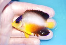 画像1: 【ウィンターセール 10％OFF対象商品】 【海水魚・ヤッコ】【通販】【マーシャル島産】マルチカラーエンゼル（MLサイズ）(個体販売）（±7cm） No.15（生体）(海水魚) (1)