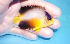 画像2: 【ウィンターセール 10％OFF対象商品】 【海水魚・ヤッコ】【通販】【マーシャル島産】マルチカラーエンゼル（MLサイズ）(個体販売）（±7cm） No.15（生体）(海水魚) (2)