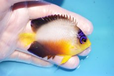 画像2: 【ウィンターセール 10％OFF対象商品】 【海水魚・ヤッコ】【通販】【マーシャル島産】マルチカラーエンゼル（MLサイズ）(個体販売）（±7.5cm） No.16（生体）(海水魚) (2)