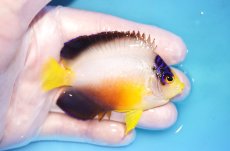 画像2: 【ウィンターセール 10％OFF対象商品】 【海水魚・ヤッコ】【通販】【マーシャル島産】マルチカラーエンゼル（MLサイズ）(個体販売）（±7.5cm） No.17（生体）(海水魚) (2)