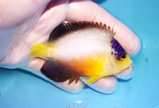 画像2: 【ウィンターセール 10％OFF対象商品】 【海水魚・ヤッコ】【通販】【マーシャル島産】マルチカラーエンゼル（MLサイズ）(個体販売）（±7.5cm） No.18（生体）(海水魚) (2)