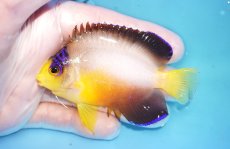 画像1: 【ウィンターセール 10％OFF対象商品】 【海水魚・ヤッコ】【通販】【マーシャル島産】マルチカラーエンゼル（MLサイズ）(個体販売）（±8cm） No.21（生体）(海水魚) (1)