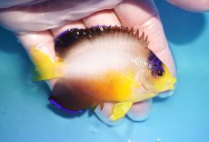 画像2: 【ウィンターセール 10％OFF対象商品】 【海水魚・ヤッコ】【通販】【マーシャル島産】マルチカラーエンゼル（MLサイズ）(個体販売）（±8cm） No.21（生体）(海水魚) (2)