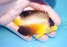 画像2: 【ウィンターセール 10％OFF対象商品】 【海水魚・ヤッコ】【通販】【マーシャル島産】マルチカラーエンゼル（MLサイズ）(個体販売）（±7.5cm） No.22（生体）(海水魚) (2)