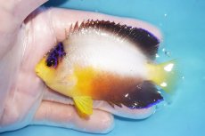 画像1: 【ウィンターセール 10％OFF対象商品】 【海水魚・ヤッコ】【通販】【マーシャル島産】マルチカラーエンゼル（MLサイズ）(個体販売）（±8.5cm） No.23（生体）(海水魚) (1)