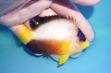 画像2: 【ウィンターセール 10％OFF対象商品】 【海水魚・ヤッコ】【通販】【マーシャル島産】マルチカラーエンゼル（MLサイズ）(個体販売）（±8.5cm） No.23（生体）(海水魚) (2)