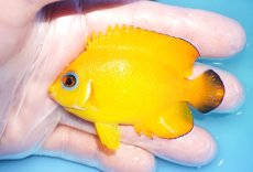 画像1: 【ウィンターセール 10％OFF対象商品】 【海水魚・ヤッコ】【通販】【マーシャル島産】Hyd.レモンピールエンゼル（MLサイズ）(個体販売）（±7.5cm） （生体）(海水魚) (1)