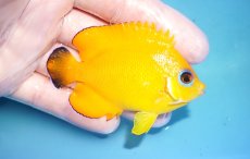 画像2: 【ウィンターセール 10％OFF対象商品】 【海水魚・ヤッコ】【通販】【マーシャル島産】Hyd.レモンピールエンゼル（MLサイズ）(個体販売）（±7.5cm） （生体）(海水魚) (2)