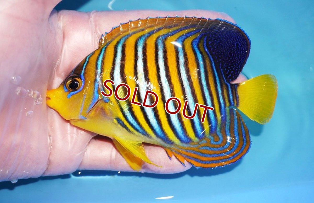 画像1: 【ウィンターセール 10％OFF対象商品】 【海水魚・ヤッコ】【通販】状態良好♪インドニシキヤッコ（MLサイズ）(個体販売）（±11.5cm） No.1（生体）(海水魚) (1)