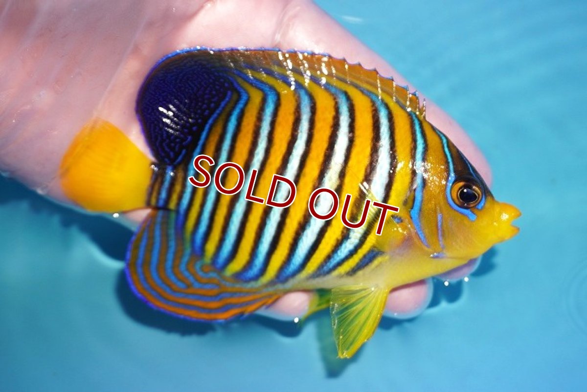 画像2: 【ウィンターセール 10％OFF対象商品】 【海水魚・ヤッコ】【通販】状態良好♪インドニシキヤッコ（MLサイズ）(個体販売）（±11.5cm） No.1（生体）(海水魚) (2)