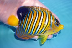 画像2: 【ウィンターセール 10％OFF対象商品】 【海水魚・ヤッコ】【通販】状態良好♪インドニシキヤッコ（MLサイズ）(個体販売）（±11.5cm） No.1（生体）(海水魚) (2)