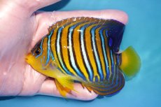 画像1: 【ウィンターセール 10％OFF対象商品】 【海水魚・ヤッコ】【通販】状態良好♪インドニシキヤッコ（MLサイズ）(個体販売）（±11.5cm） No.2（生体）(海水魚) (1)