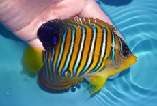 画像2: 【ウィンターセール 10％OFF対象商品】 【海水魚・ヤッコ】【通販】状態良好♪インドニシキヤッコ（MLサイズ）(個体販売）（±11.5cm） No.2（生体）(海水魚) (2)