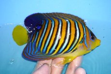 画像2: 【ウィンターセール 10％OFF対象商品】 【海水魚・ヤッコ】【通販】状態良好♪インドニシキヤッコ（MLサイズ）(個体販売）（±12.5cm） No.3（生体）(海水魚) (2)