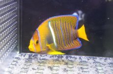 画像1: 【海水魚・ヤッコ】【通販】人工飼料OK♪パッサー（キングエンゼル）SM(個体販売）（±6.5cm） No.1（生体）(海水魚) (1)