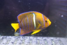 画像2: 【海水魚・ヤッコ】【通販】人工飼料OK♪パッサー（キングエンゼル）SM(個体販売）（±6.5cm） No.1（生体）(海水魚) (2)