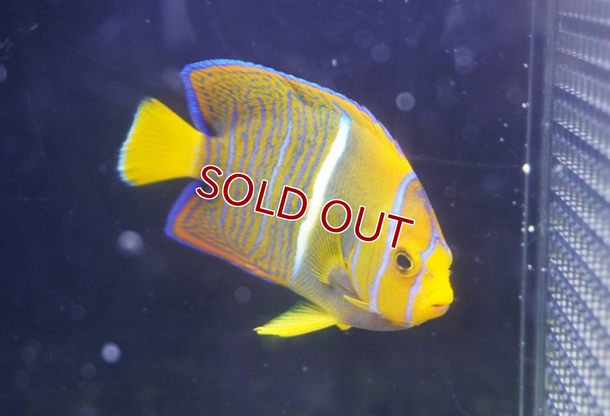 画像1: 【10%OFF対象商品30周年セール】【海水魚・ヤッコ】【通販】人工飼料OK♪パッサー（キングエンゼル）SM(個体販売）（±7cm） No.2（生体）(海水魚) (1)