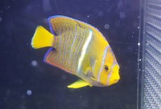 画像1: 【海水魚・ヤッコ】【通販】人工飼料OK♪パッサー（キングエンゼル）SM(個体販売）（±7cm） No.2（生体）(海水魚) (1)