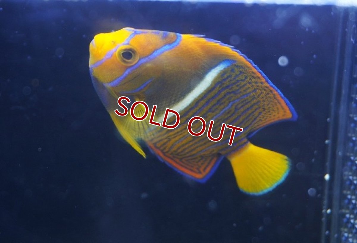 画像2: 【10%OFF対象商品30周年セール】【海水魚・ヤッコ】【通販】人工飼料OK♪パッサー（キングエンゼル）SM(個体販売）（±7cm） No.2（生体）(海水魚) (2)